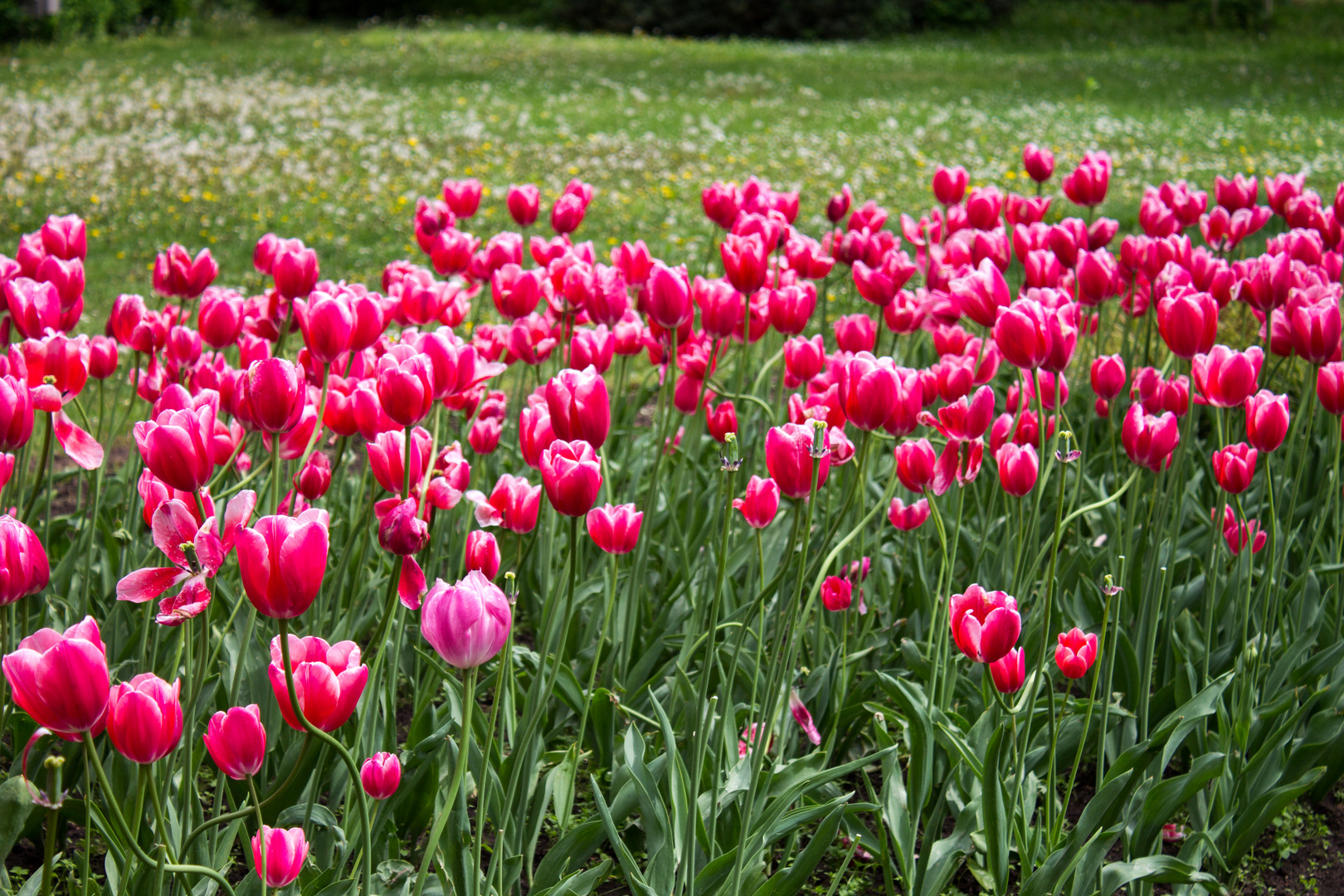 Tulpen in Rot-Weiss
