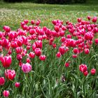 Tulpen in Rot-Weiss