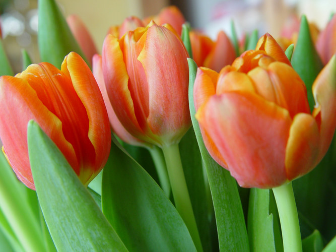 Tulpen in Rot/Orange mit Grün