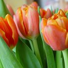 Tulpen in Rot/Orange mit Grün