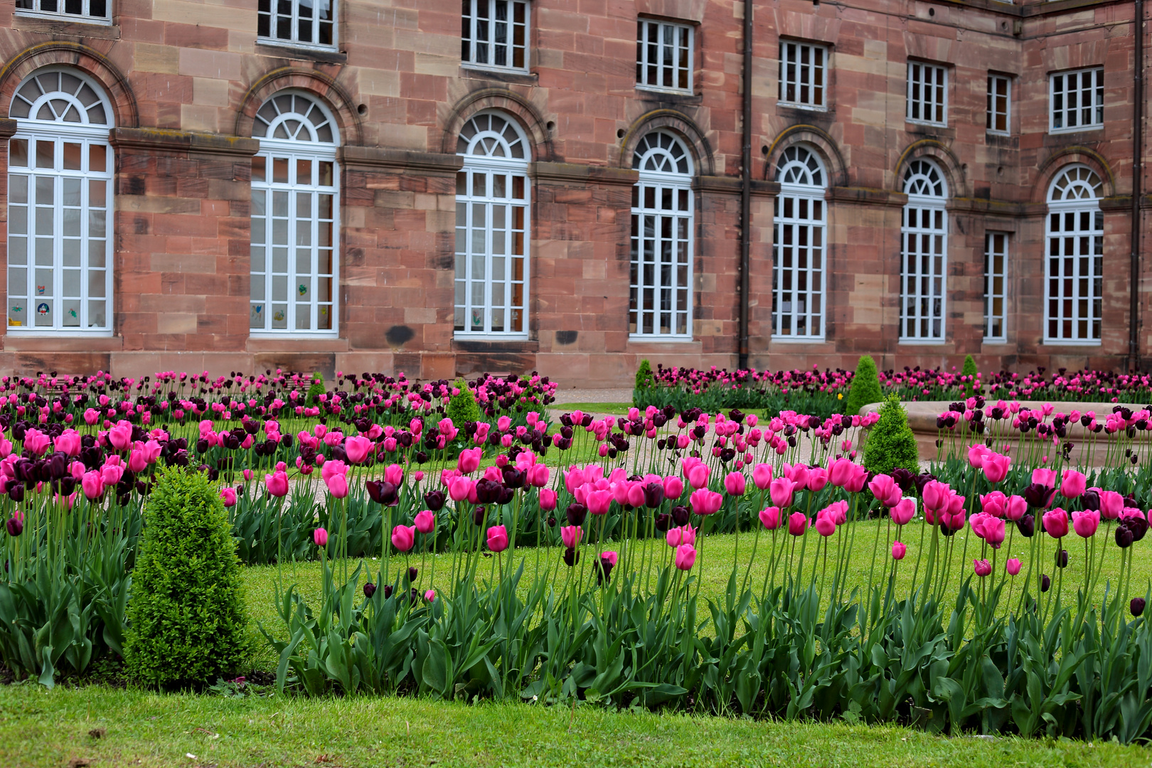 Tulpen in Savern