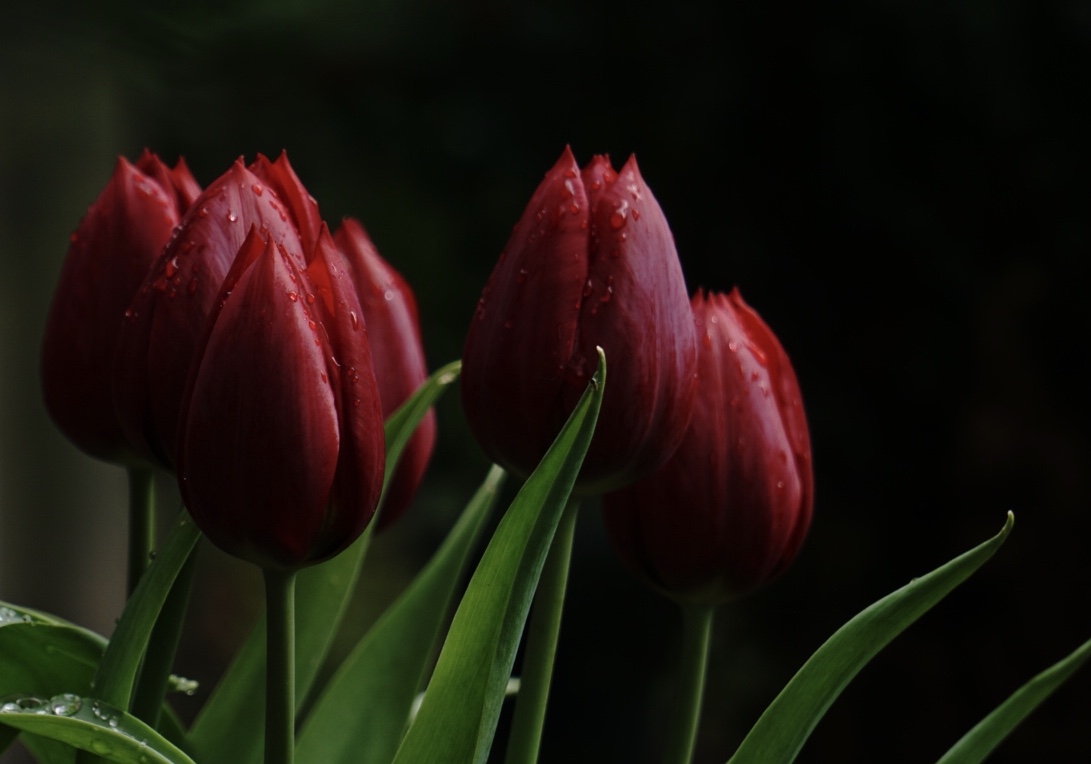 Tulpen in schönen dunklen satten Rot