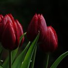 Tulpen in schönen dunklen satten Rot