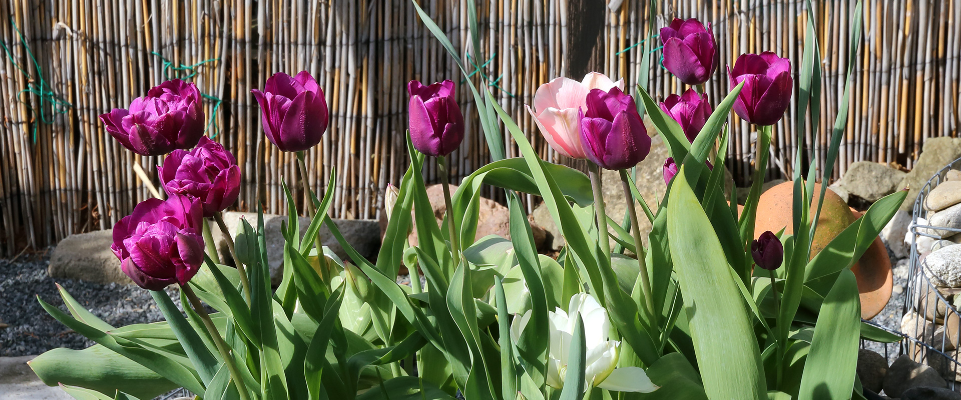Tulpen in schöner Farbe und Schärfe im Garten, die ich mir