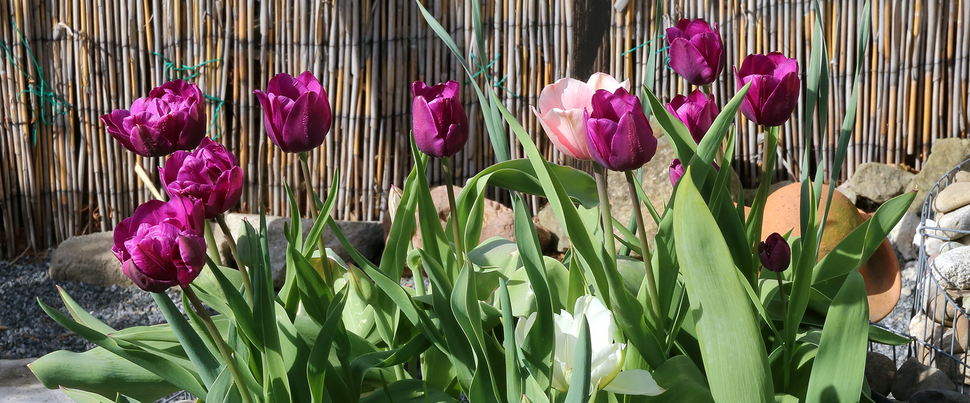 Tulpen in schöner Farbe und Schärfe im Garten, die ich mir gerne auch im großen Ausschnitt...