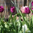 Tulpen in schöner Farbe und Schärfe im Garten, die ich mir gerne auch im großen Ausschnitt...