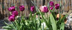 Tulpen in schöner Farbe und Schärfe im Garten, die ich mir gerne auch im großen Ausschnitt...