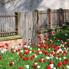 Tulpen in Seligenstadt