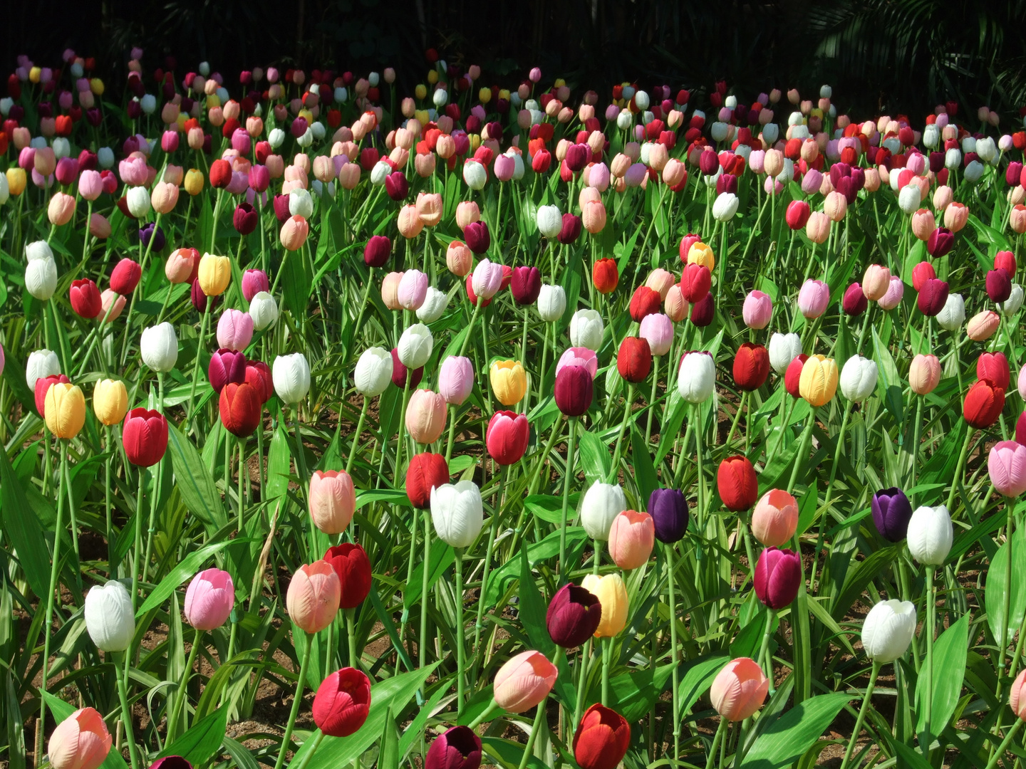 Tulpen in Thailand