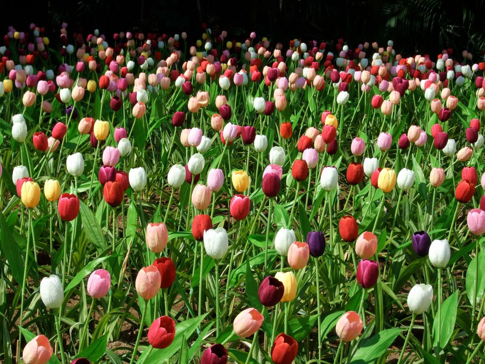 Tulpen in Thailand
