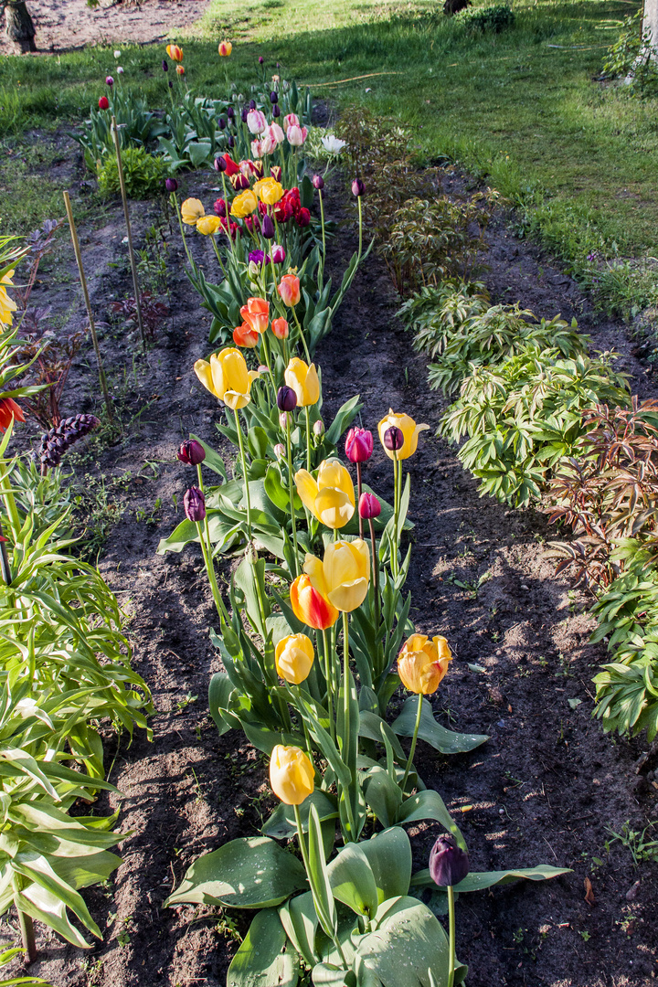 Tulpen in unserem Garten...