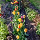 Tulpen in unserem Garten...