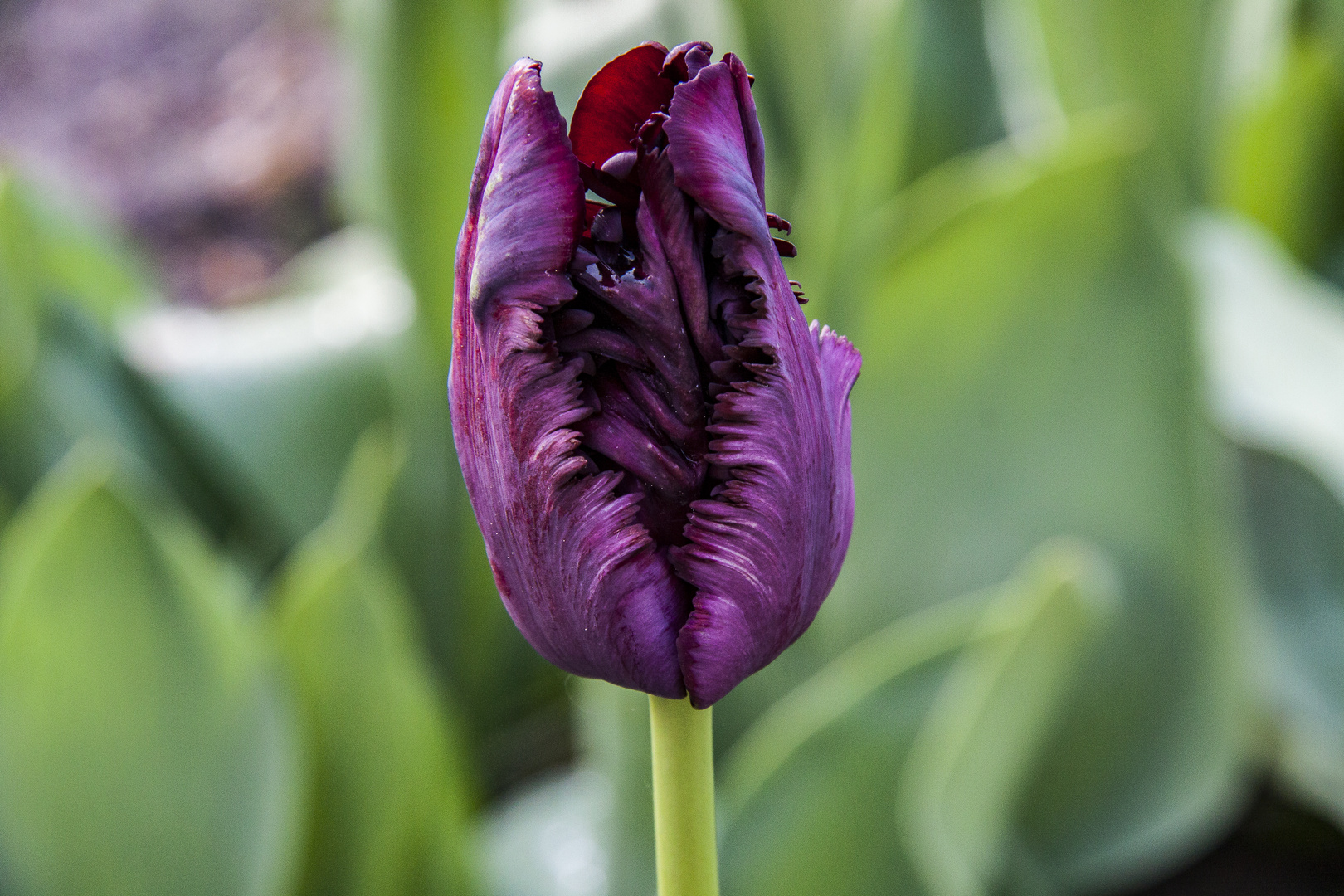 Tulpen in unserem Garten...