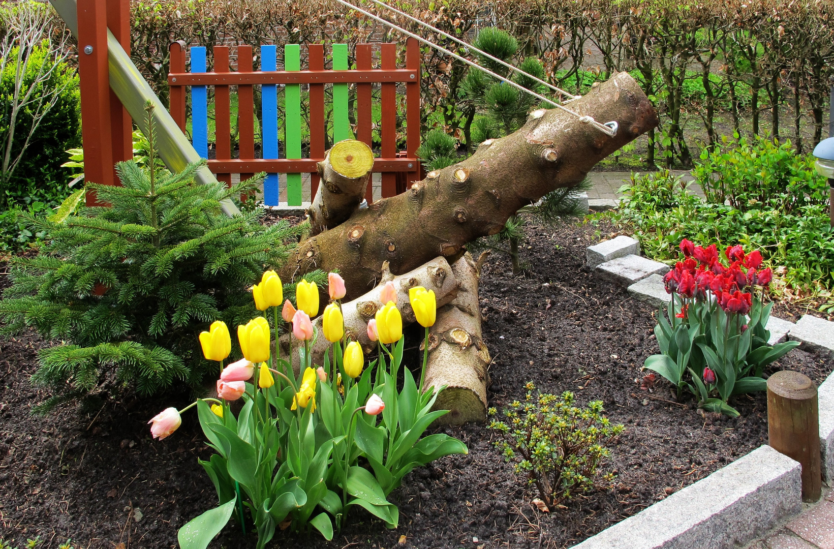 Tulpen in unserem Garten - bald blühen sie wieder