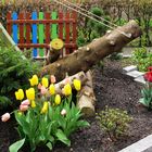 Tulpen in unserem Garten - bald blühen sie wieder