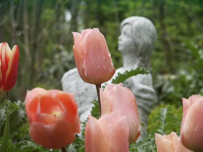 Tulpen in unserem Garten