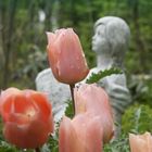 Tulpen in unserem Garten