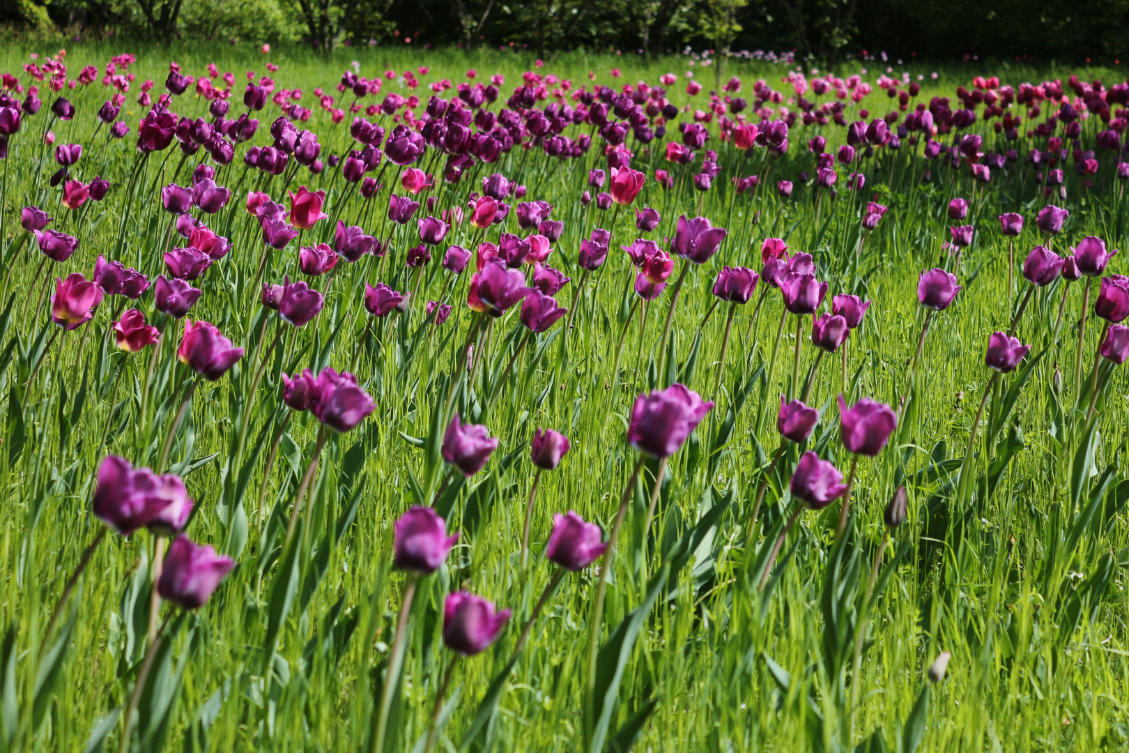 Tulpen in Violett