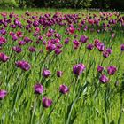 Tulpen in Violett