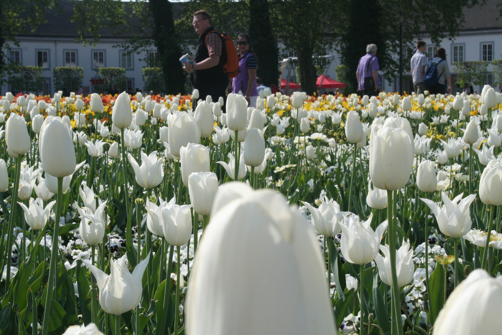 Tulpen in weiß