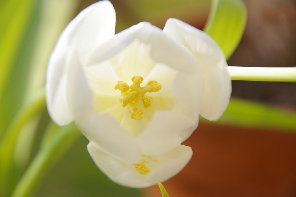 Tulpen in Weiß