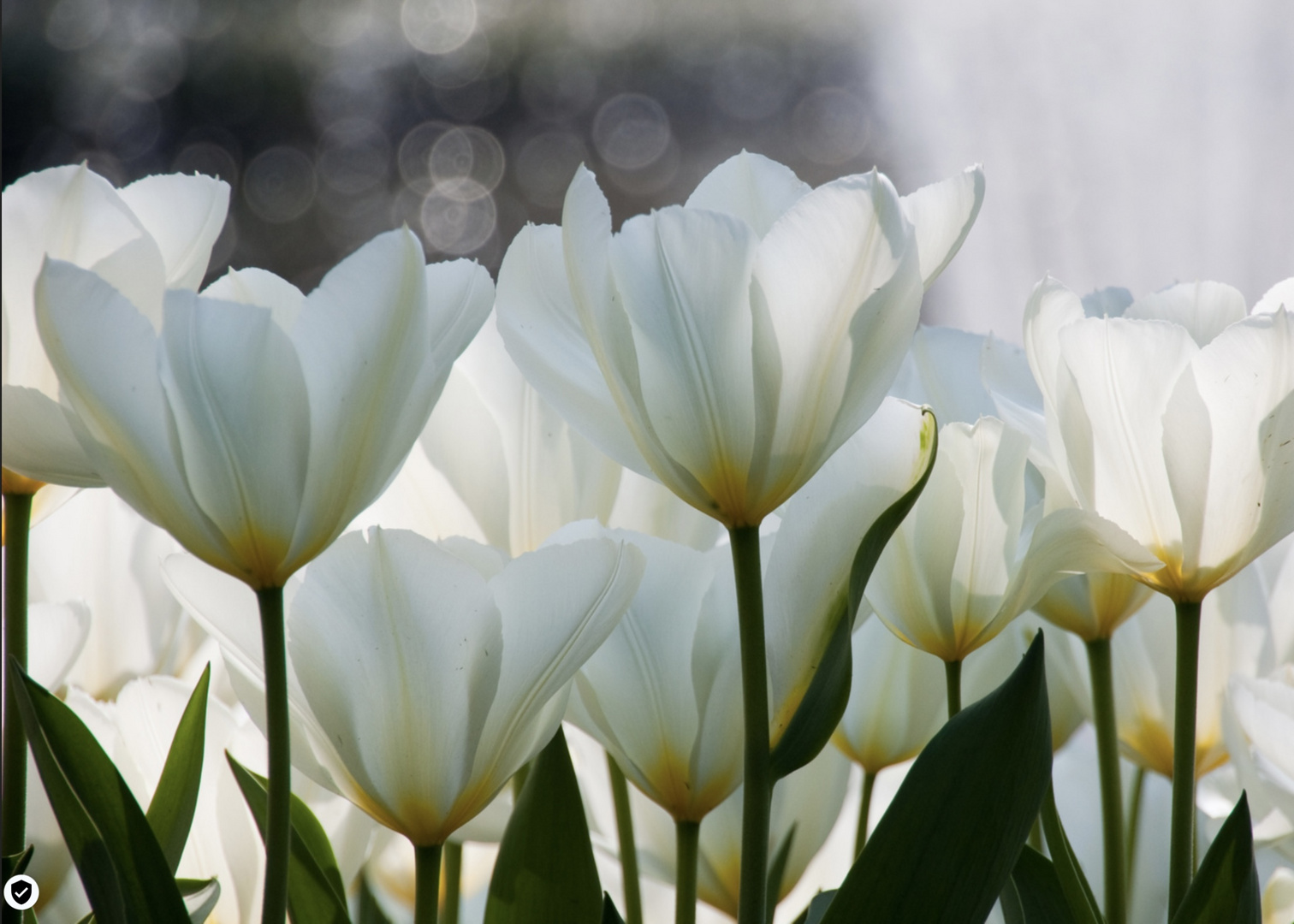 Tulpen in Weiß 