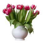 Tulpen in weisser Vase