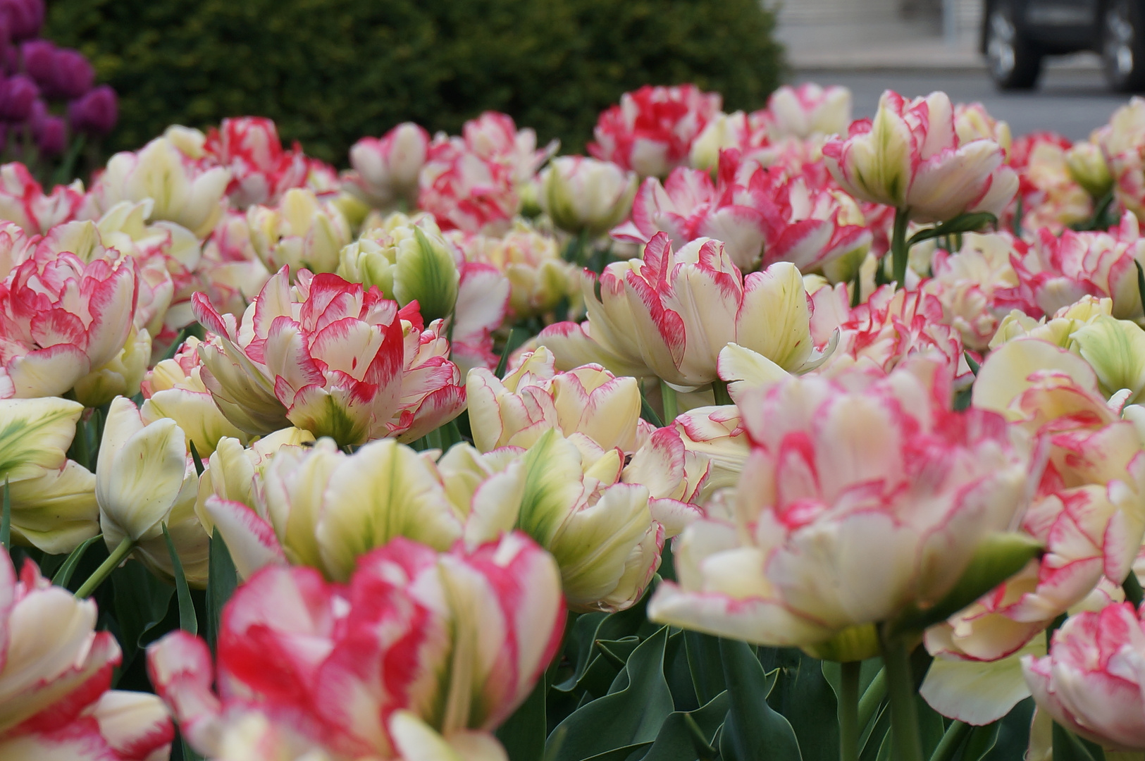 Tulpen in Wien