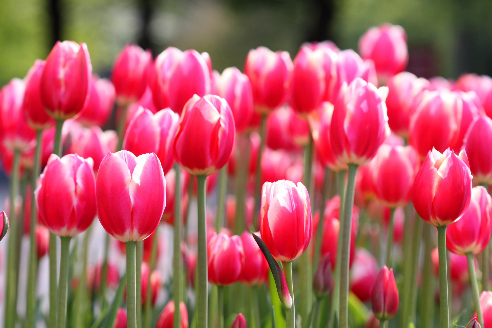 Tulpen in Wildbad