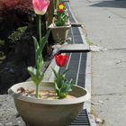 Tulpen in Yoshino