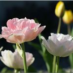 Tulpen in zarten Farben