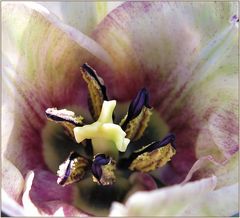 Tulpen Innendetail.