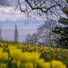 Tulpen Insel Mainau