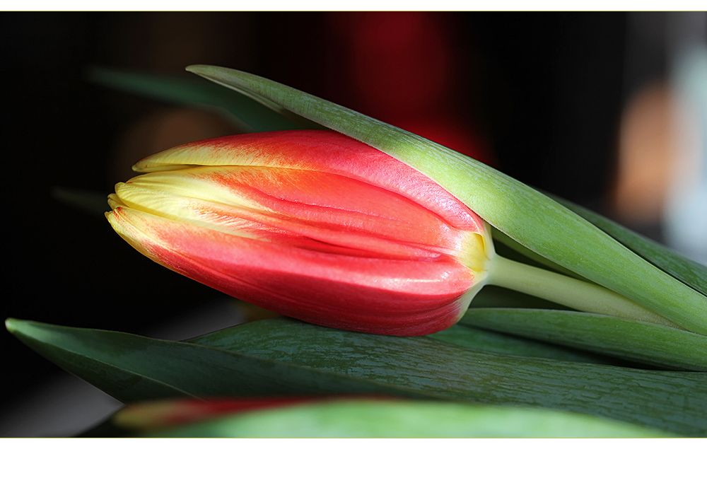 Tulpen "Jan Seignette" (II)