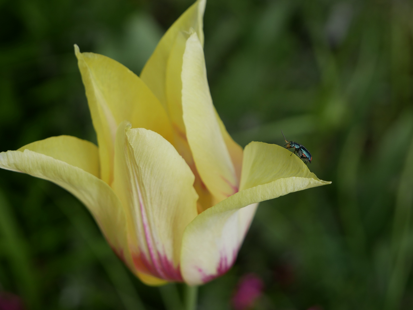 ** Tulpen  -- Käfer **