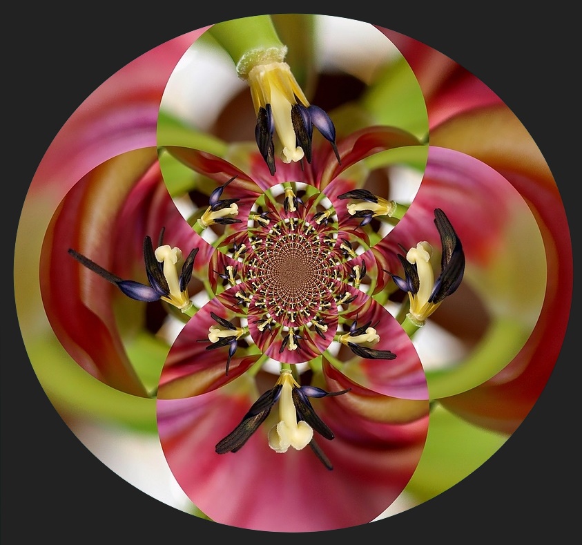 Tulpen Kaleidoskop