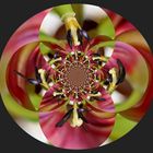 Tulpen Kaleidoskop