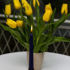 Tulpen Kerze gelb blau-4993