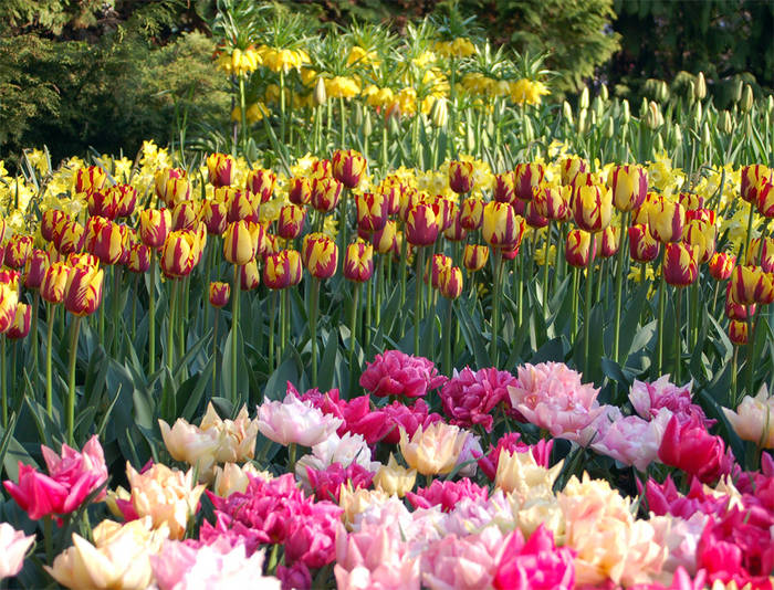 Tulpen (Keukenhof) - Holland