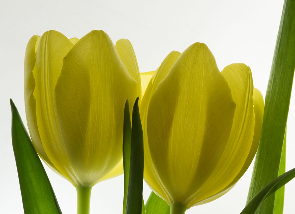 Tulpen klein