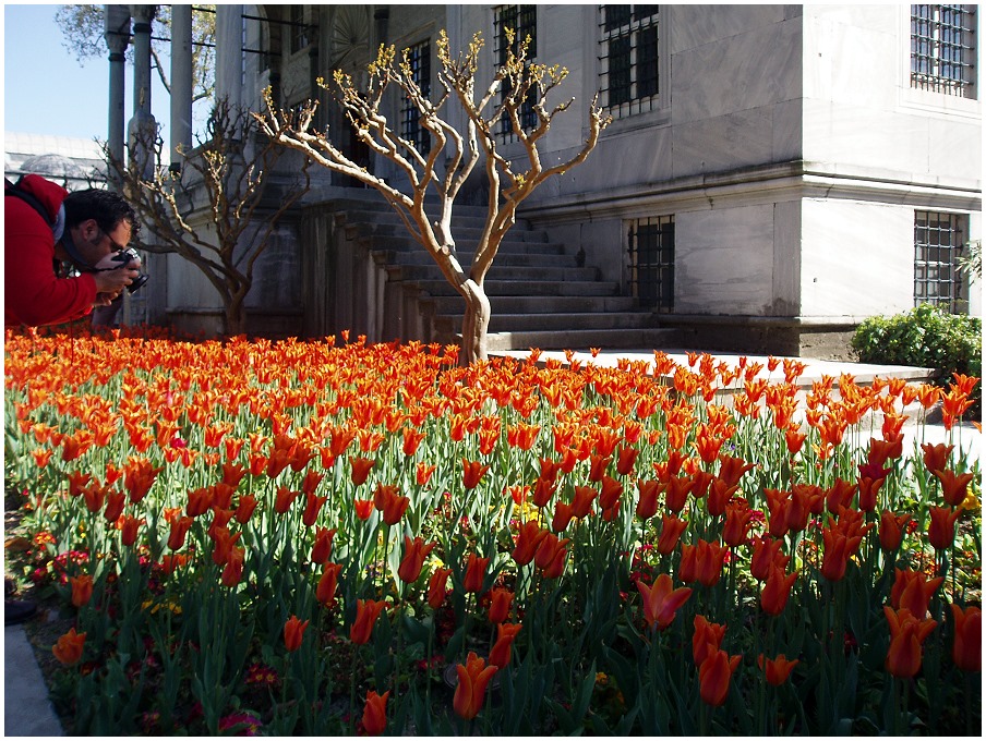 Tulpen kommen aus Istanbul, nicht aus Amsterdam...