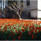 Tulpen kommen aus Istanbul, nicht aus Amsterdam...