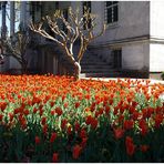 Tulpen kommen aus Istanbul, nicht aus Amsterdam...