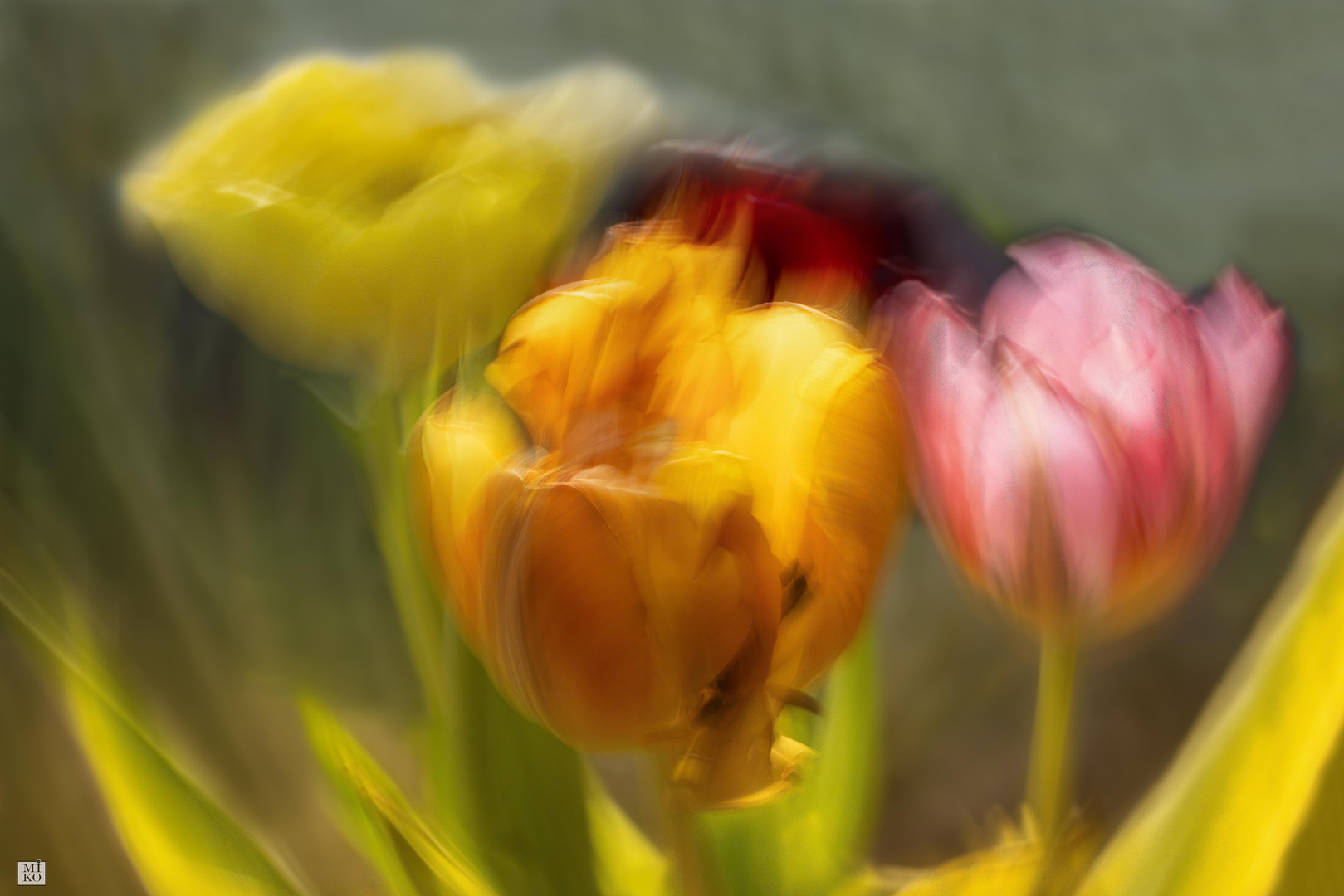 Tulpen - kreative Fotografie