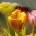 Tulpen - kreative Fotografie