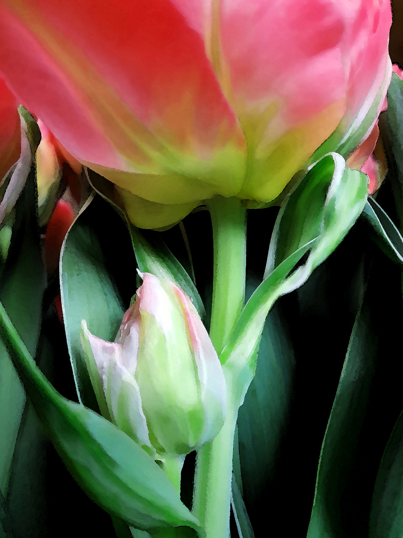 Tulpen (Kunstfilter Aquarell)