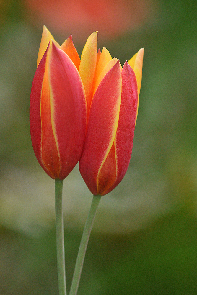 Tulpen – Kuscheln