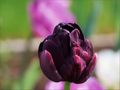 Tulpen - Leidenschaft von MO(H)NIKAS Blütenträume