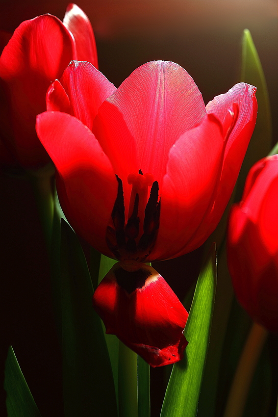 Tulpen Leuchten