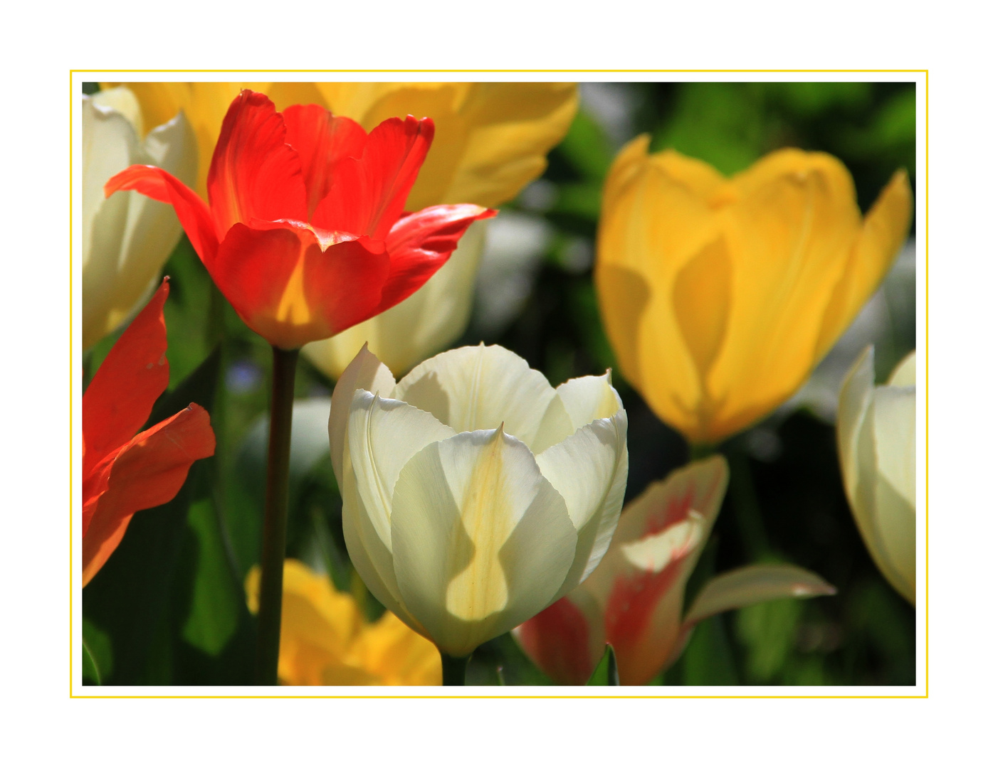 Tulpen leuchten in der Sonne